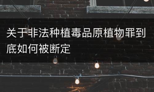 关于非法种植毒品原植物罪到底如何被断定