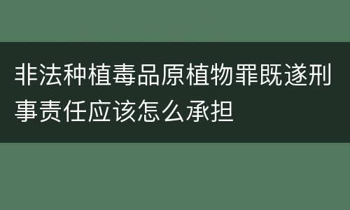 非法种植毒品原植物罪既遂刑事责任应该怎么承担