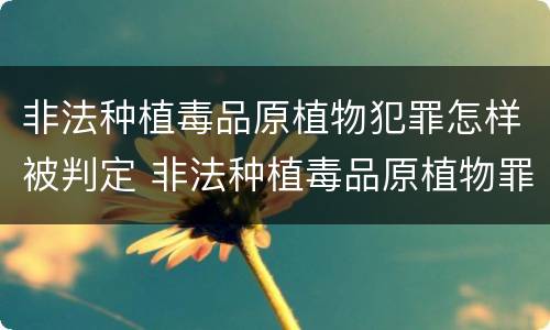 非法种植毒品原植物犯罪怎样被判定 非法种植毒品原植物罪情节严重的三种情况