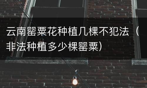 云南罂粟花种植几棵不犯法（非法种植多少棵罂粟）