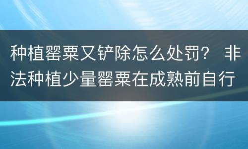 种植罂粟又铲除怎么处罚？ 非法种植少量罂粟在成熟前自行铲除需要处罚吗